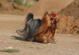 YORKSHIRE TERRIER 559
